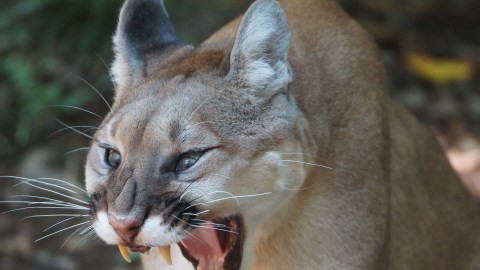 Puma, león de montaña