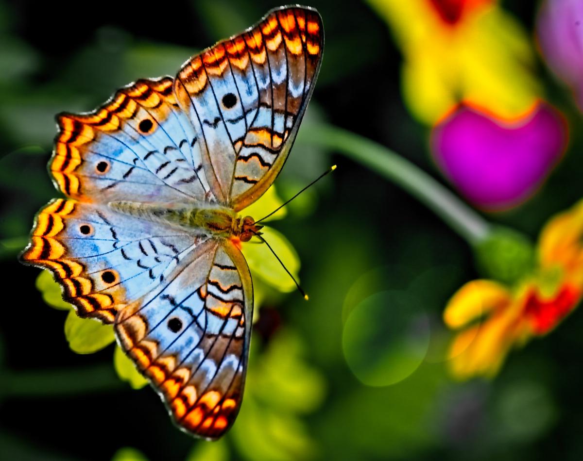 Ordenanza del gobierno Negar surf Qué significado espiritual tiene la visita de una mariposa, según sus  colores? - La Opinión