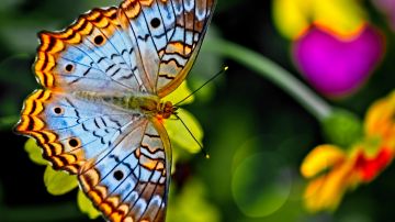 Significado espiritual de las mariposas