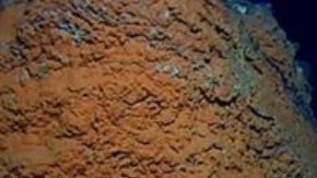 Los científicos encontraron una gran cantidad de vida en lo más profundo del océano.