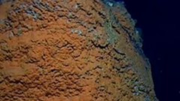 Los científicos encontraron una gran cantidad de vida en lo más profundo del océano.