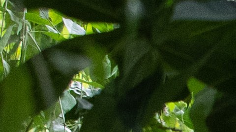 Flor cadáver floreciendo