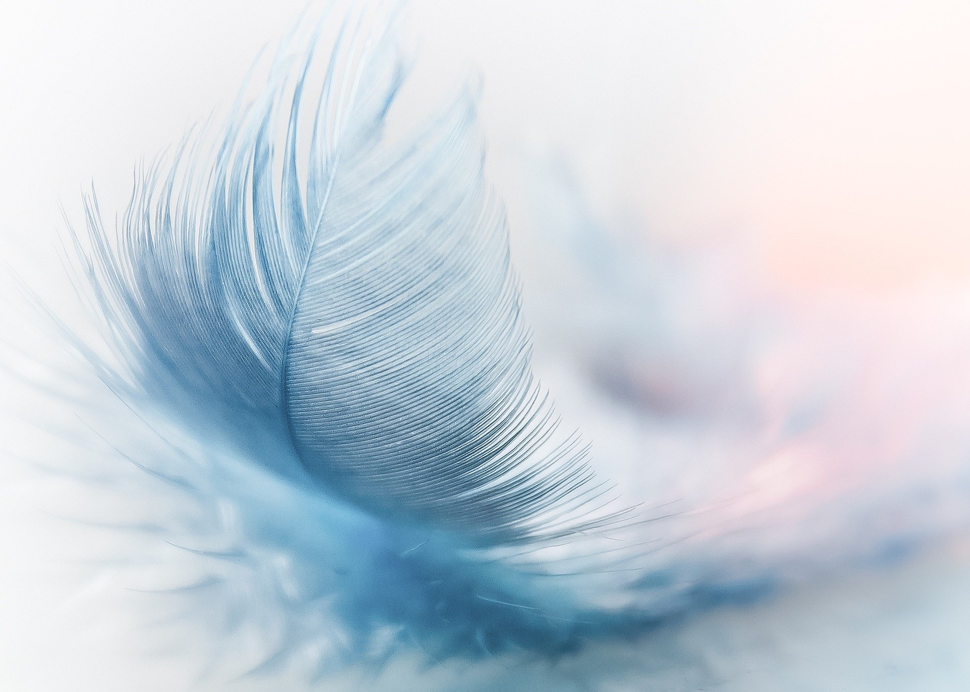El significado de encontrar plumas y su mensaje según su color - La Opinión