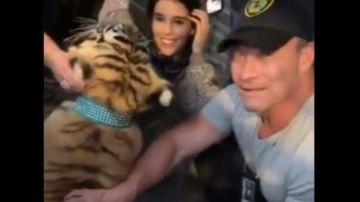 La Policía de Houston recuperó al tigre.