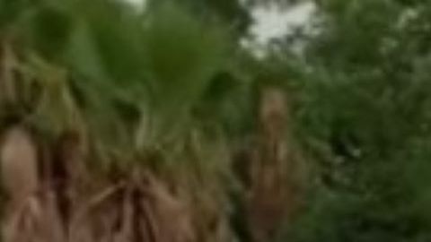 Captura del video.