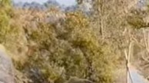 El manto tejido por las arañas apareció en los campos después de las lluvias.