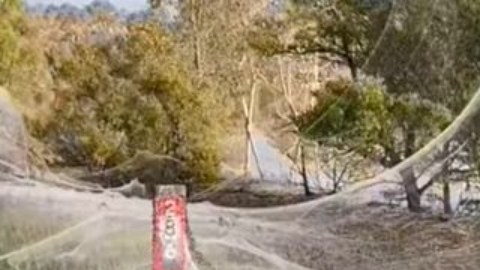 El manto tejido por las arañas apareció en los campos después de las lluvias.