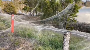 El manto tejido por las arañas apareció en los campos después de las lluvias.