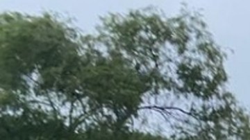 Tormenta Tropical Enrique