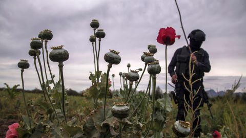 Un policía destruye un campo de amapolas en Sinaloa el 15 de marzo de 2018.