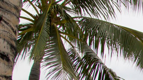 Hawaii espera que lleguen más turistas de EE.UU. después del 8 de julio.