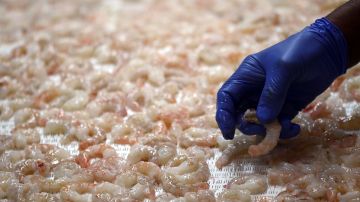 Retiran del mercado camarones congelados de Avanti Frozen Foods por brote de salmonela-GettyImages-103404395.jpeg