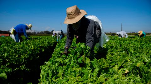 El Supremo revirtió una conquista del movimiento campesino en California.