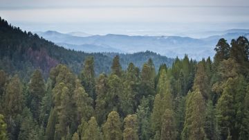 Paisaje del Parque Nacional de las Secuoyas, en California, donde ocurrió la tragedia.