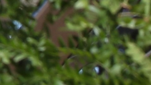 Six Flags pagará $36 millones de dólares por recolectar datos biométricos sin autorización