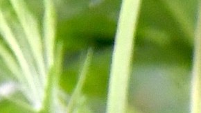 Amazon respalda la legalización de la marihuana y abandona las pruebas toxicológicas-GettyImages-810213416.jpeg