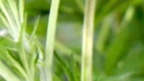 Amazon respalda la legalización de la marihuana y abandona las pruebas toxicológicas-GettyImages-810213416.jpeg