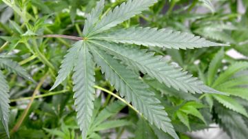 Amazon respalda la legalización de la marihuana y abandona las pruebas toxicológicas-GettyImages-810213416.jpeg