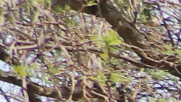 Adultos mayores se cubren del sol bajo la sombra de un árbol en el Parque Rubén Salazar.