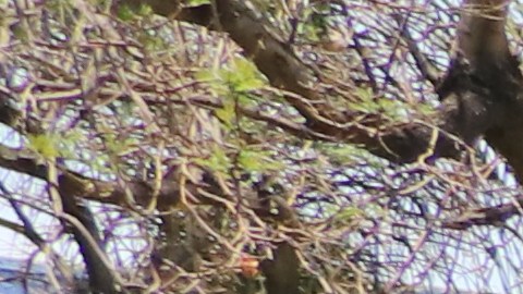 Adultos mayores se cubren del sol bajo la sombra de un árbol en el Parque Rubén Salazar.