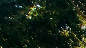 Vendedores ambulantes protestaron frente al ayuntamiento de Los Ángeles. (Suministrada)