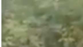 VIDEO: "Ganen o pierdan, son contrarios al CJNG”, advierten sicarios del Mencho a políticos mexicanos