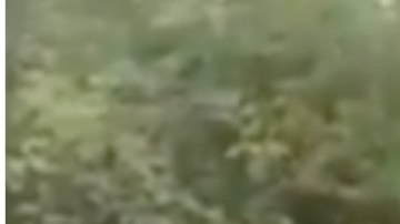 VIDEO: "Ganen o pierdan, son contrarios al CJNG”, advierten sicarios del Mencho a políticos mexicanos