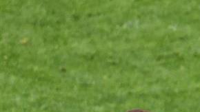 El jugador fue inmovilizado y trasladado en camilla ante la presunción de daño cervical.