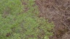 Las autoridades dicen que los elefantes pueden estar regresando a casa.