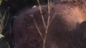 Esta manada de elefantes en China ha dejado completamente asombrados a los científicos.