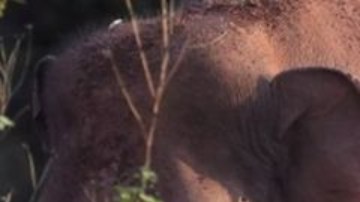 Esta manada de elefantes en China ha dejado completamente asombrados a los científicos.