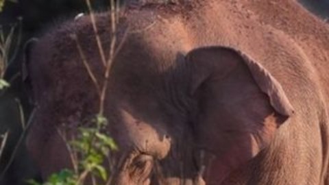 Esta manada de elefantes en China ha dejado completamente asombrados a los científicos.