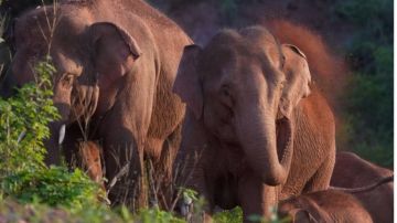 Esta manada de elefantes en China ha dejado completamente asombrados a los científicos.