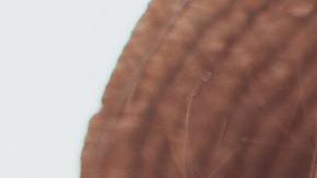 Significado espiritual de julio