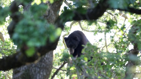 Aguerrida adolescente hispana que empujó a un oso para salvar a sus perros cuenta cómo lo hizo