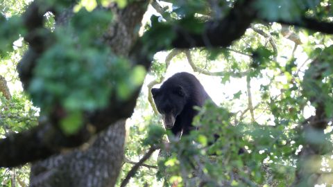Aguerrida adolescente hispana que empujó a un oso para salvar a sus perros cuenta cómo lo hizo