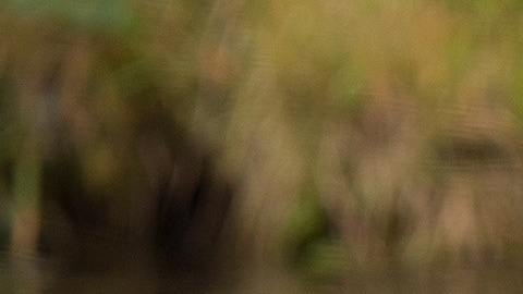 Oso es captado jugando en una playa con sus crías