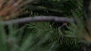 Video muestra a adolescente empujando a un oso enorme para salvar a sus perros