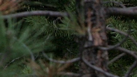 Video muestra a adolescente empujando a un oso enorme para salvar a sus perros