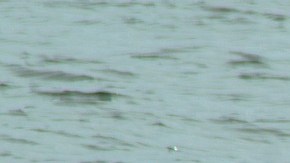 Atacan brutalmente y dejan mutilados a más de 30 pelícanos en la costa del condado de Orange