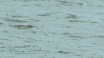 Atacan brutalmente y dejan mutilados a más de 30 pelícanos en la costa del condado de Orange