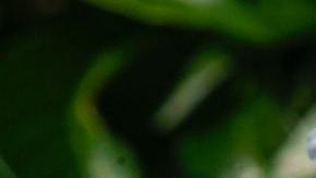 Rituales con jazmín