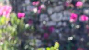 Jovenel Moïse Haití