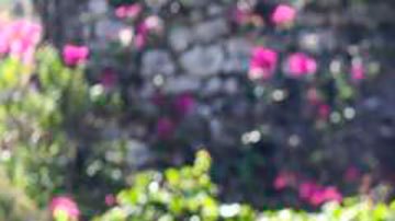 Jovenel Moïse Haití