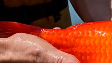Peces
