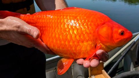 Peces
