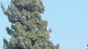 Ricardo Ortiz muetra la suculenta dudleya pulverulenta (d) que consume poca agua. / fotos: cortesía.