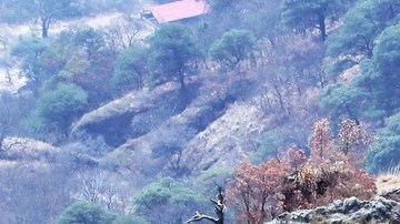 Narcos se apoderan de bosques para talar árboles; CJNG y La Familia Michoacana así operan