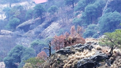 Narcos se apoderan de bosques para talar árboles; CJNG y La Familia Michoacana así operan