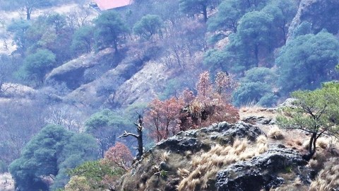 Narcos se apoderan de bosques para talar árboles; CJNG y La Familia Michoacana así operan